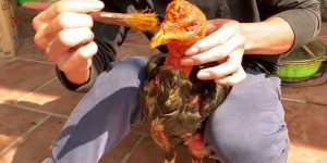 Cách Cách Om Gà Chọi Trở Nên Siêu Đẹp Chuẩn Xác Nhất