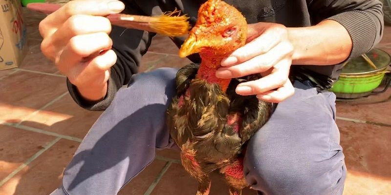 Cách Cách Om Gà Chọi Trở Nên Siêu Đẹp Chuẩn Xác Nhất