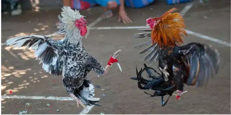 Chọn cược cho kèo có mức trả thưởng hấp dẫn 