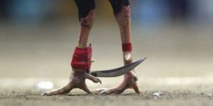 Đá gà cựa dao là gì - Mẹo đá gà cựa dao hiệu quả 2025