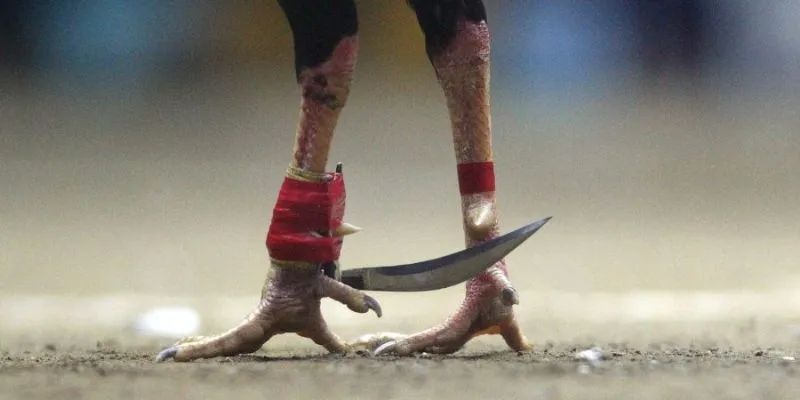 Đá gà cựa dao là gì - Mẹo đá gà cựa dao hiệu quả 2025