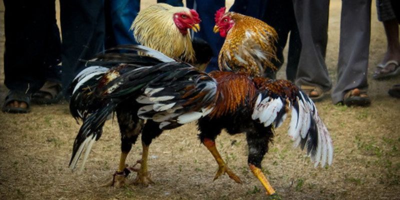 Đá gà cựa sắt là gì?