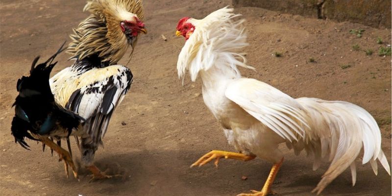 Hình thức và thời gian thi đấu