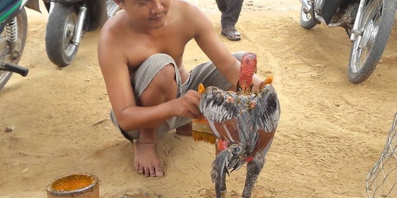 Om bóp cho gà giúp chúng tăng thêm sức khỏe khi thi đấu