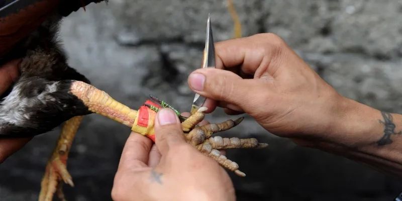 Tìm hiểu về đá gà cựa dao là gì 